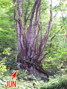 源流の大木