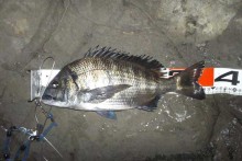 毘沙門の磯で釣った38cmのカイズ（小型の黒鯛）
