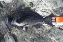 毘沙門の磯で釣れた32cmの小さい口太メジナ