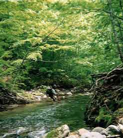 2002和賀川水系渓流釣り2日目