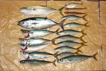 2011年9月24日の釣果はメジマグロ・イナダ・大サバ・タカベ