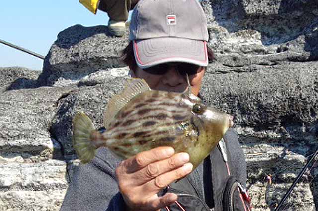 三浦半島の諸磯でカワハギ釣り 26cm1枚しか釣れなかった 14年10月29日 食いたい魚は己で釣れ