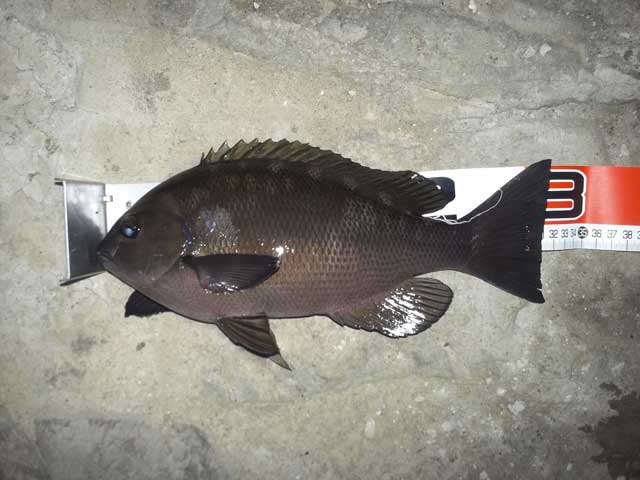毘沙門の磯で釣れた31cmの小さい口太メジナ