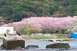 走水海岸の桜