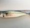 釼崎で釣ったサバ39.5cm