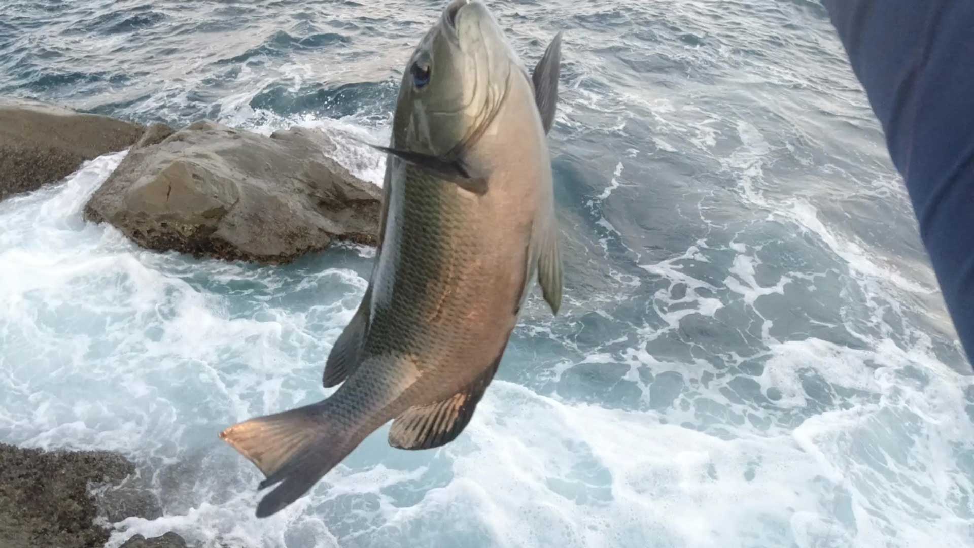 三浦半島の釼崎で磯釣り 五目釣り メジナとアジが釣れました 年9月19日 食いたい魚は己で釣れ